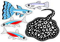 熱帯魚 グッピー ネオンテトラ ダイアモンドポルカドットスティングレイ イラスト みやもとかずみ